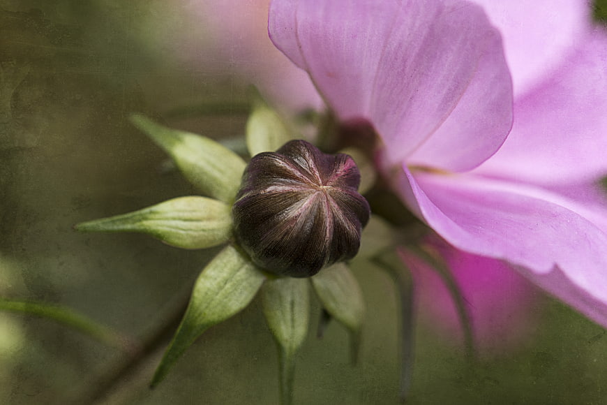 Close-up of a dark flower bud with pink petals