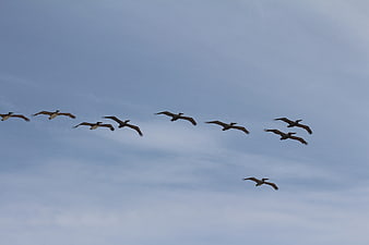 Flock of pelicans flying in formation against blue sky