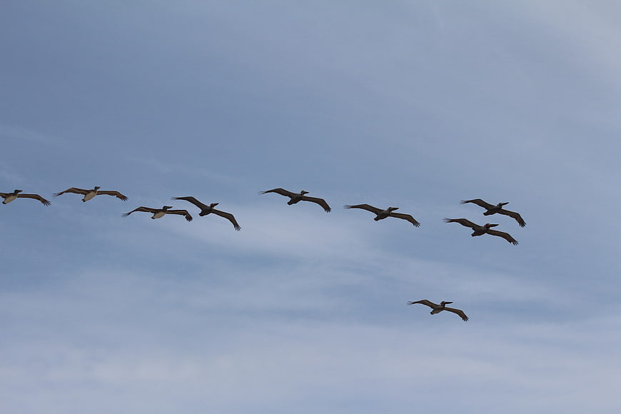 Flock of pelicans flying in formation against blue sky