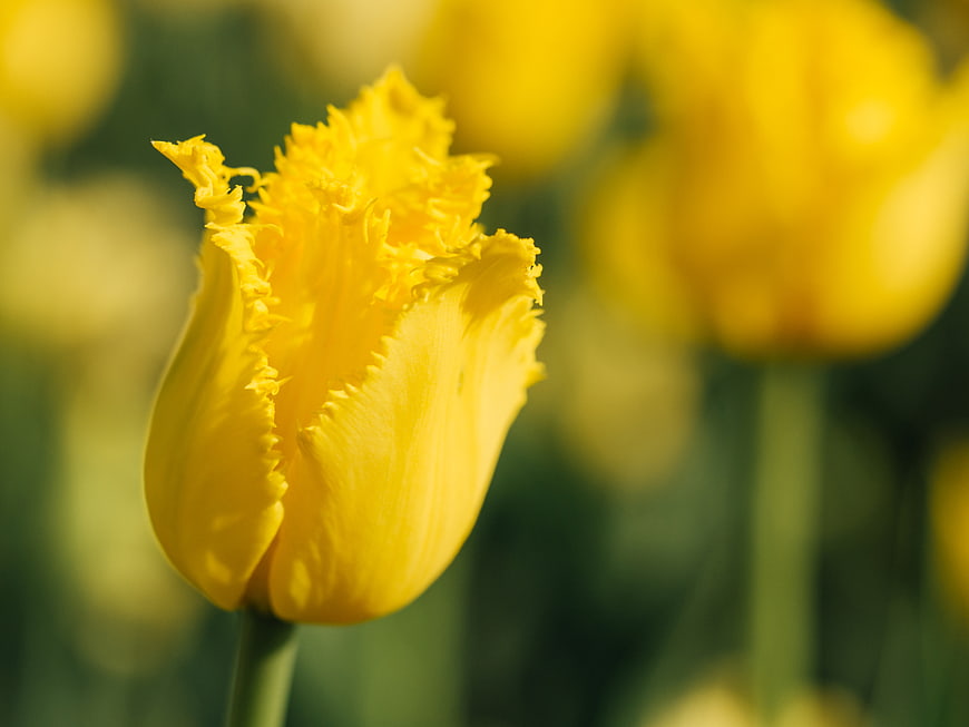 Close-up of a yellow fringed tulip in a garden
