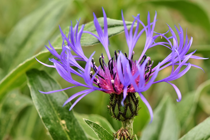 Close-up of vibrant purple alpine cornflower bloom