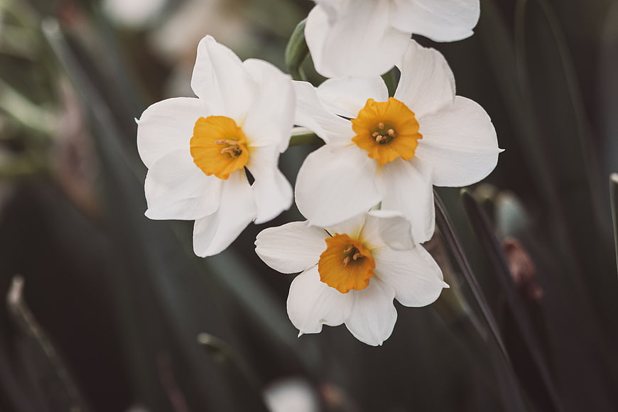 Close-up of white daffodils with yellow centers in spring