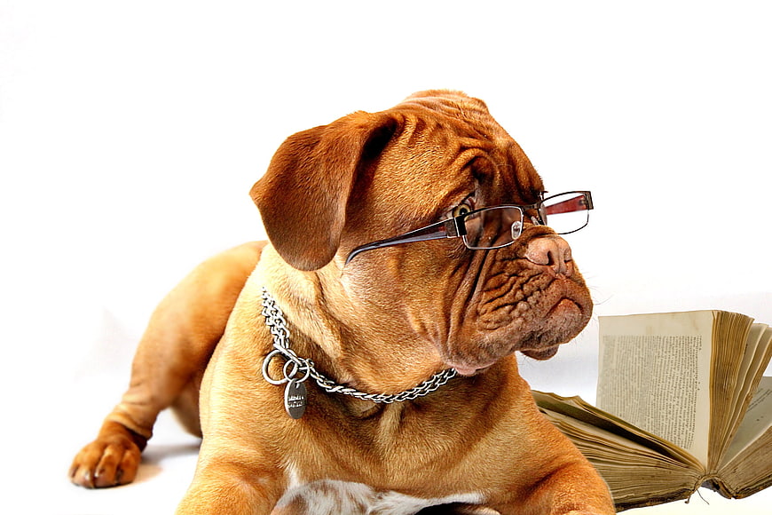 Dogue de Bordeaux puppy wearing glasses reading book