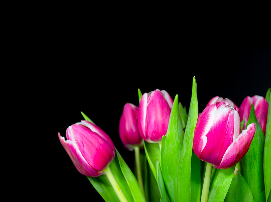 Pink and white tulips on black background