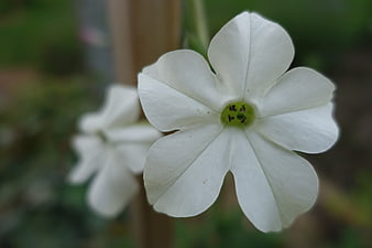 Close-up of a white flower with green center