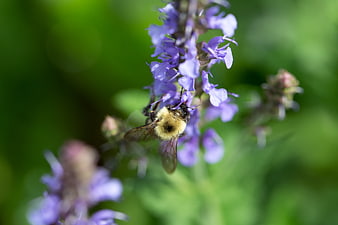Bumblebee Pollinating Purple Salvia Flower Close Up