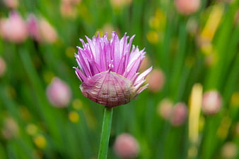 Close-up of blooming chive flower with purple petals