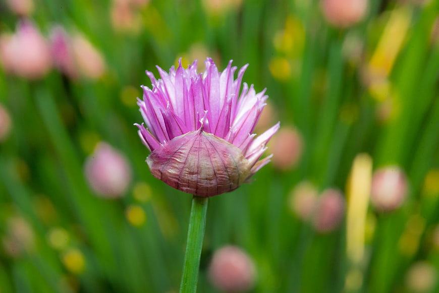 Close-up of blooming chive flower with purple petals