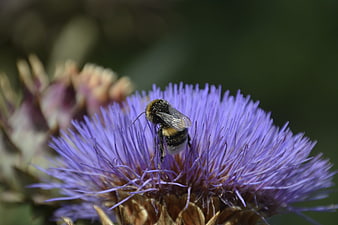 Bumblebee Pollinating Purple Thistle Flower Macro