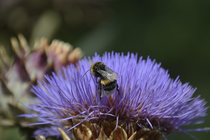 Bumblebee Pollinating Purple Thistle Flower Macro