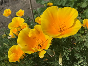 Vibrant Yellow and Orange California Poppy Flowers in Garden