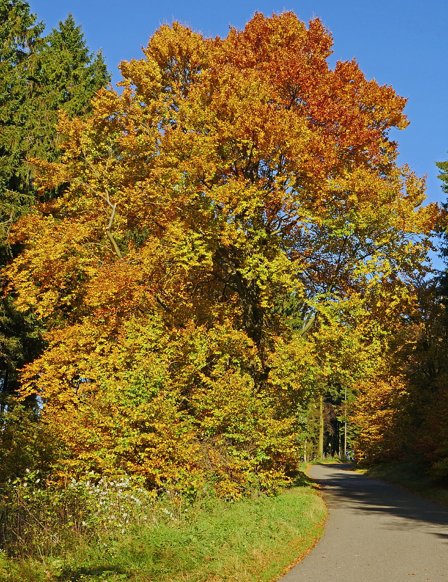 Golden Autumn Beech Tree by a Forest Path