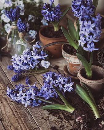 Blue Hyacinth Flowers in Clay Pots on Rustic Wood
