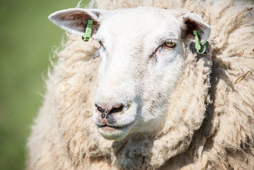 Close-up portrait of a sheep with green ear tags