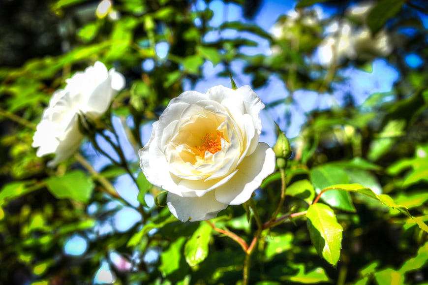 White Rose Bloom with Yellow Center in Garden