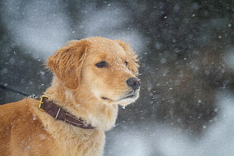 Golden Retriever Puppy in Snowy Winter Portrait