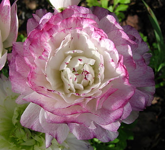 Close-up of pink and white ranunculus flower