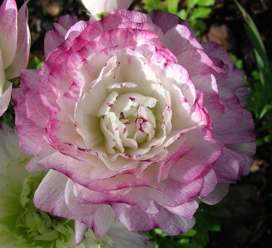 Close-up of pink and white ranunculus flower