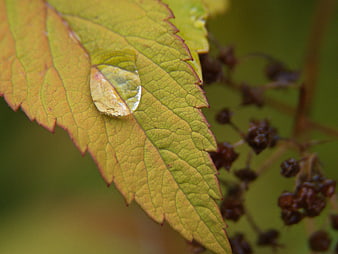 Macro Water Droplet on Yellow Autumn Leaf