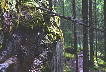 Mossy Rock Wall in a Mystical Forest Landscape
