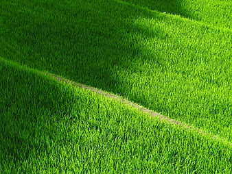 Vibrant Green Rice Terraces in Japan