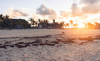 Tropical Beach Sunset with Palm Trees and Resort