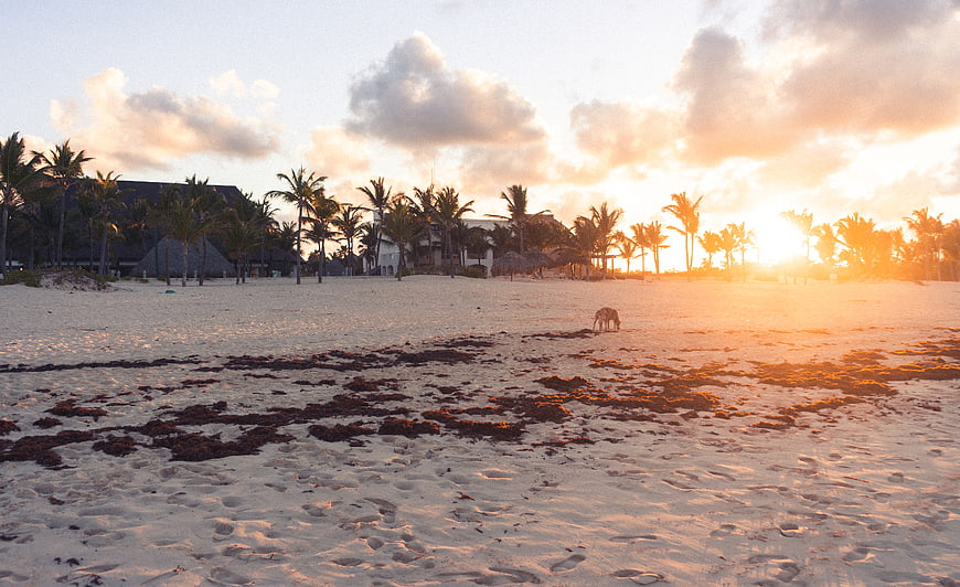 Tropical Beach Sunset with Palm Trees and Resort