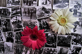 Warsaw Uprising Historical Photos With Red And White Gerbera Flowers