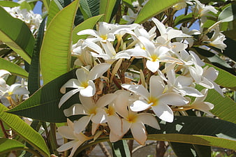 White and yellow plumeria flowers blooming on a sunny day