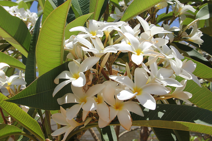 White and yellow plumeria flowers blooming on a sunny day