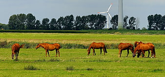 Brown Horses Grazing in Green Pasture with Wind Turbines