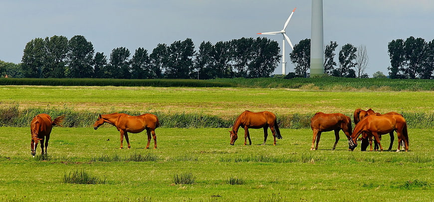 Brown Horses Grazing in Green Pasture with Wind Turbines