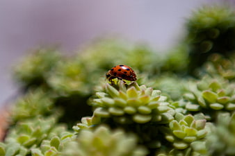 Close-up of a ladybug on a green succulent plant