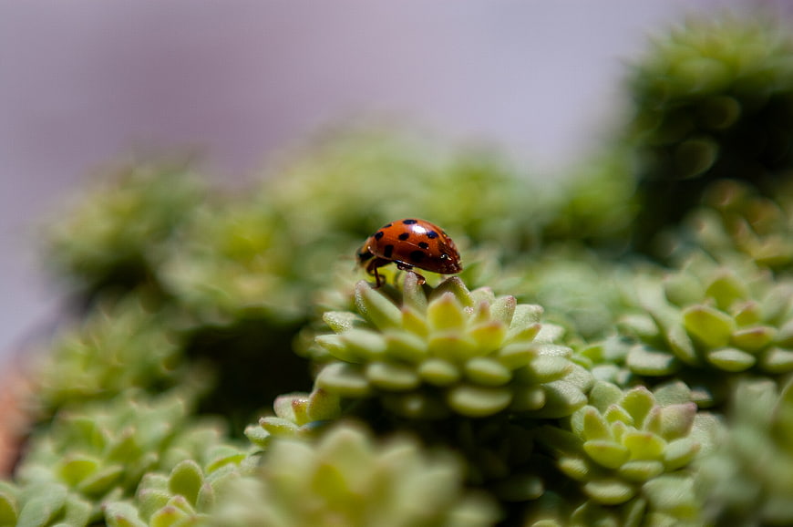 Close-up of a ladybug on a green succulent plant