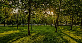 Sunlight streaming through trees in a green park
