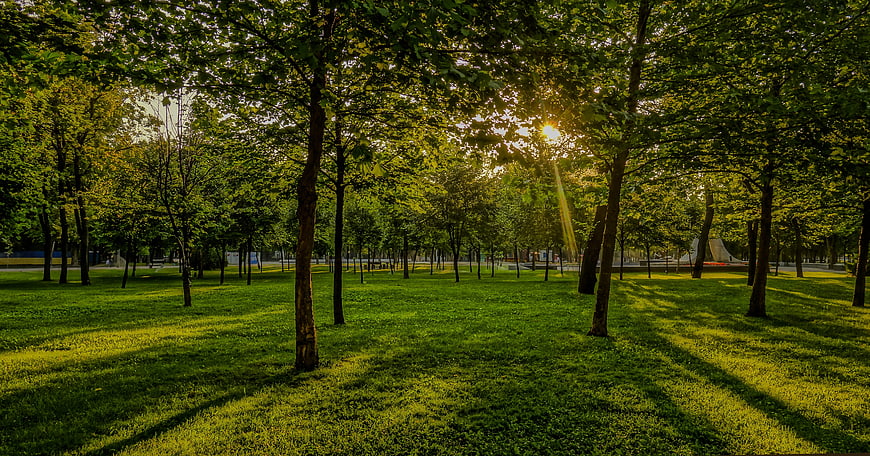 Sunlight streaming through trees in a green park