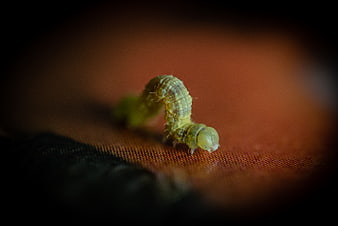 Macro photography of a green caterpillar on textured fabric