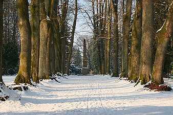 Snowy tree-lined avenue leading to a stone obelisk in winter