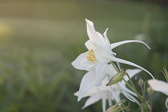 White Columbine Flower Close-Up in Garden
