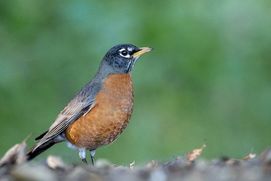 American Robin Bird Perched on Branch