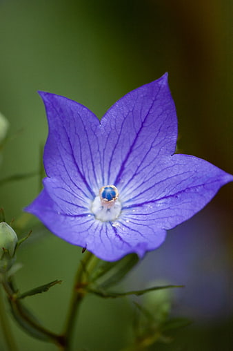 Close-up of a purple balloon flower with green background