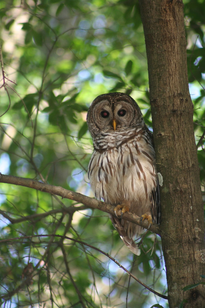 Barred Owl Perched on Tree Branch in Forest