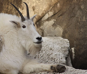 Mountain Goat Resting on Rocky Outcrop