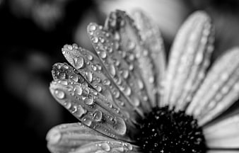 Close-up of a daisy with water droplets in black and white