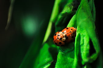 Close-up of two ladybugs mating on a green leaf