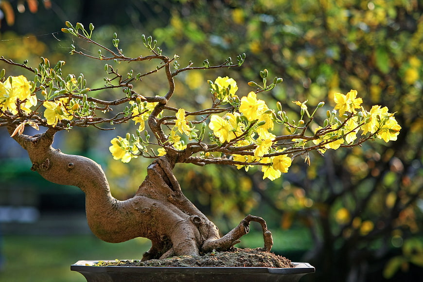 Blooming Yellow Desert Rose Bonsai Tree in Garden