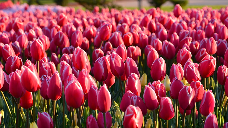 Vibrant Red Tulip Field in Spring Sunlight