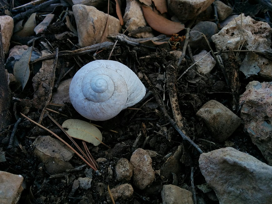 White snail shell on forest floor with rocks and twigs