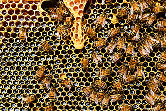 Close-up of Honeybees on Honeycomb with Golden Honey