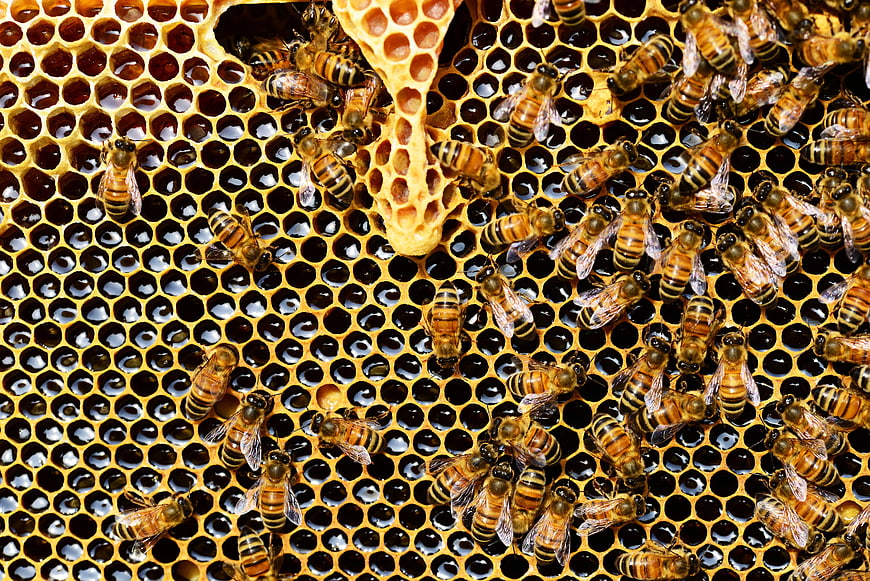 Close-up of Honeybees on Honeycomb with Golden Honey